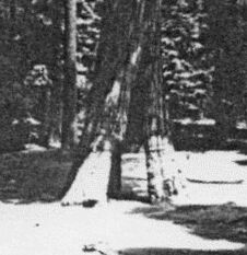 Bild B: Wawona Tunnel Tree, Yosemite Park, Ca.